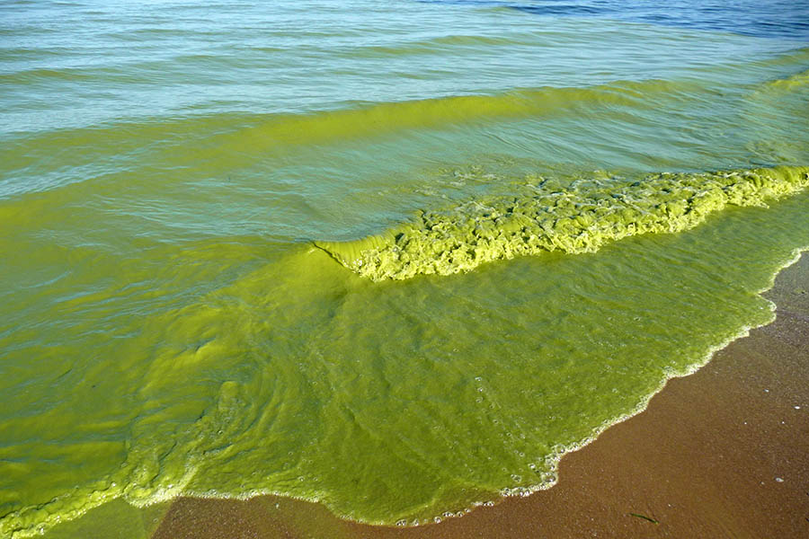 A Lake Erie algal bloom where the water meets the sand.