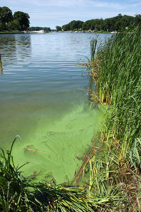 A potential harmful algal bloom in Lake Michigan.