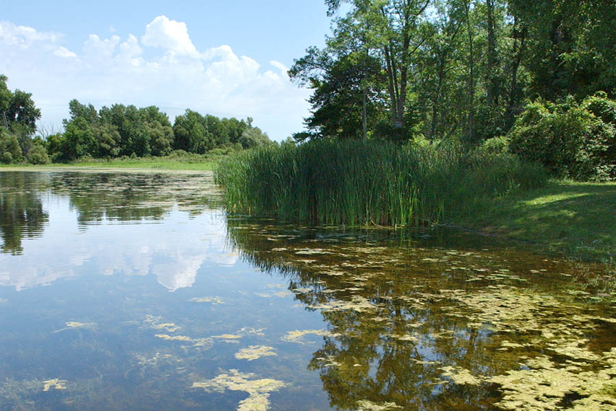 Shallow wetland with submerged aquatic plants and a forested border.