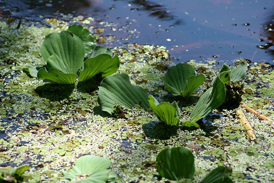 Wetland plants floating on the surface of the water.