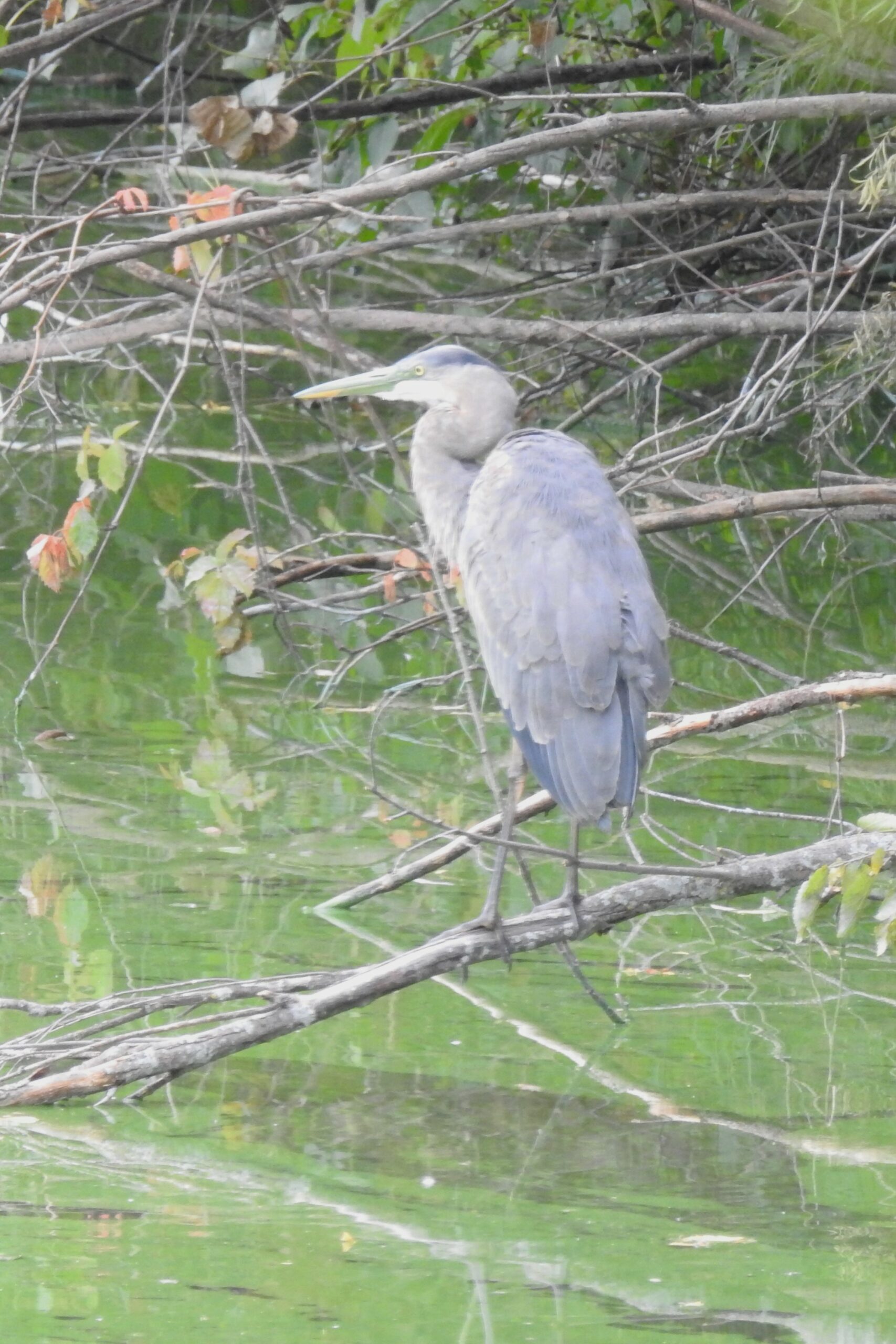 Great Blue Heron sitting on a low tree branch that is hanging over the edge of a wetland.