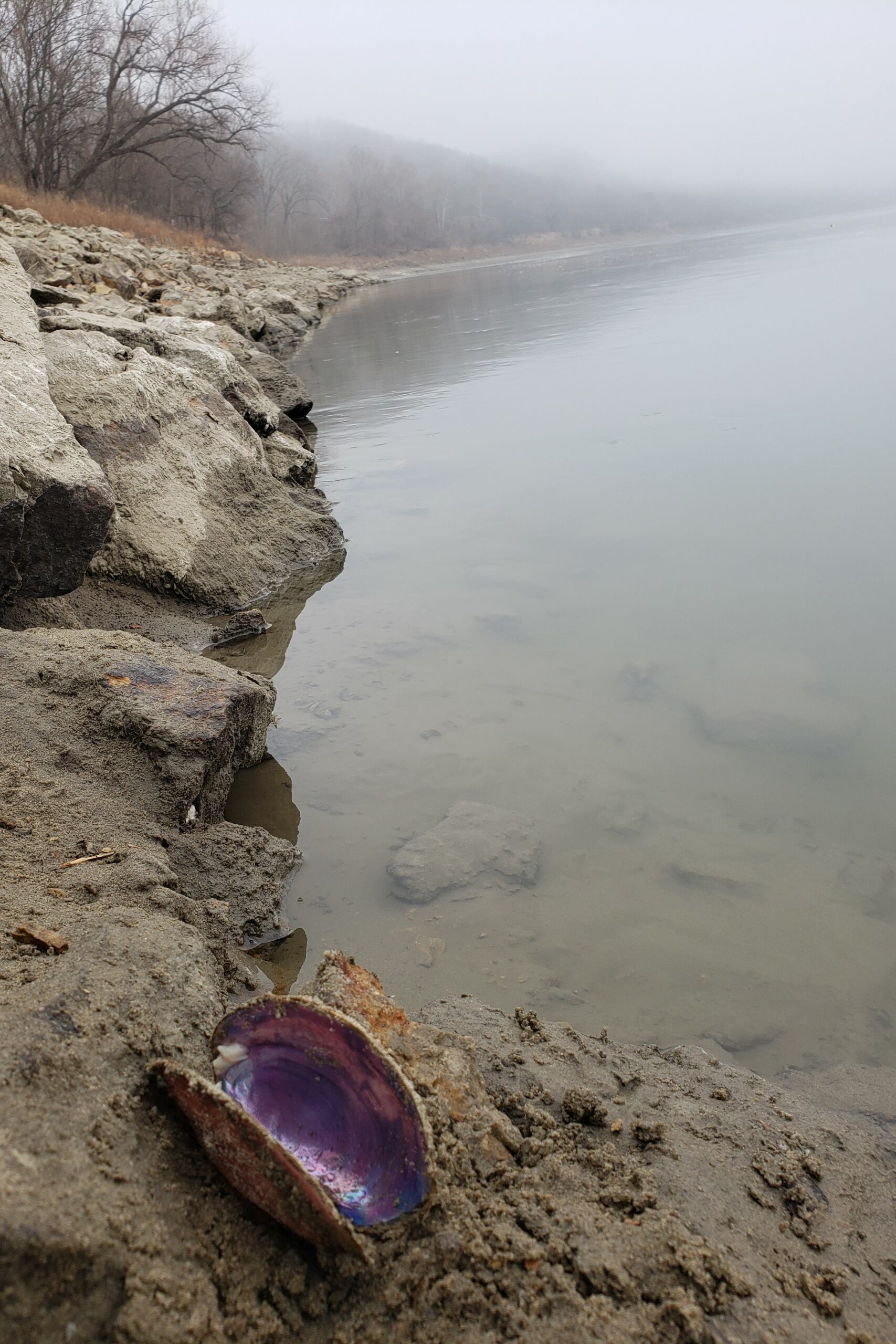 An empty mussel shell in the foreground of a rocky coastal embankment and the water is not very clear.