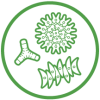 An icon of three different shaped algae types.